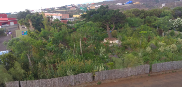 se muestra una foto del resultado del trabajo en el bosque, en un terreno que era árido y que se entendía que poco cultivable.