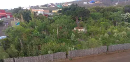se muestra una foto del resultado del trabajo en el bosque, en un terreno que era árido y que se entendía que poco cultivable.
